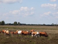 NL, Drenthe, Emmen, Bargerveen 30, Saxifraga-Hans Dekker