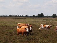 NL, Drenthe, Emmen, Bargerveen 33, Saxifraga-Hans Dekker
