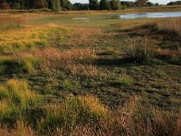 NL, Drenthe, Midden-Drenthe, Brunstingerplassen 30, Saxifraga-Hans Boll