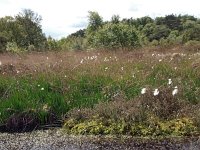 NL, Drenthe, Westerveld, Leggelderveld 1, Saxifraga-Hans Dekker