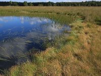 NL, Friesland, Opsterland, Bakkeveen 9, Saxifraga-Hans Boll