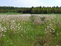 NL, Friesland, Opsterland, Wijnjeterperschar 2, Saxifraga-Rudmer Zwerver