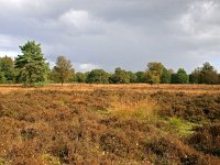 NL, Groningen, Westerwold, Sellingen 3, Saxifraga-Hans Dekker