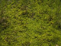 NL, Limburg, Nederweert, Groote Peel 28, Saxifraga-Jan van der Straaten