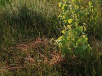 NL, Nederland, Gelderland, Lochem, Stelkampsveld 32, Saxifraga-Hans Boll