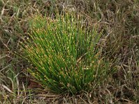 NL, Nederland, Gelderland, Lochem, Stelkampsveld 33, Saxifraga-Hans Boll