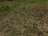 NL, Nederland, Gelderland, Lochem, Stelkampsveld 50, Saxifraga-Hans Boll