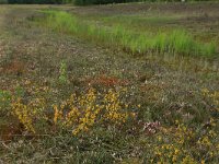NL, Nederland, Gelderland, Lochem, Stelkampsveld 51, Saxifraga-Hans Boll