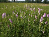 NL, Nederland, Gelderland, Lochem, Stelkampsveld 71, Saxifraga-Hans Boll