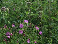 NL, Nederland, Gelderland, Lochem, Stelkampsveld 77, Saxifraga-Hans Boll