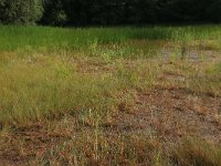 NL, Nederland, Gelderland, Lochem, Stelkampsveld 78, Saxifraga-Hans Boll