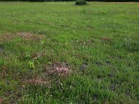 NL, Nederland, Gelderland, Lochem, Stelkampsveld 83, Saxifraga-Hans Boll