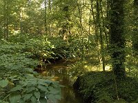 NL, Noord-Brabant, Reusel-De Mierden, De Utrecht, Reusel 1, Saxifraga-Jan van der Straaten