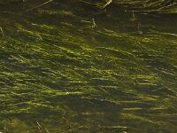 NL, Noord-Brabant, Hilvarenbeek, Spruitenstroompje 48, Saxifraga-Jan van der Straaten