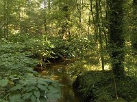 NL, Noord-Brabant, Reusel-De Mierden, De Utrecht, Reusel 1, Saxifraga-Jan van der Straaten
