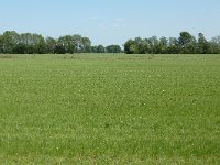 211-537, O, 2011-05-25, NL-Frans van Dongen, 52.823229 NB-6.226432 OL, Westerveld