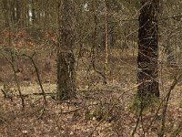 221-536, O, 2013-04-19, NL-Tiny de Krom, 52.810284 NB-06.373611 OL, Dwingeloo