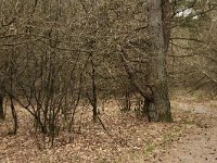 221-536, W, 2013-04-19, NL-Tiny de Krom, 52.810284 NB-06.373611 OL, Dwingeloo