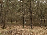 221-536, Z, 2013-04-19, NL-Tiny de Krom, 52.810284 NB-06.373611 OL, Dwingeloo