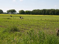 232-564, W, 2012-09-07, NL-Bob Mijwaard, 53.06111 NB - 06.54056 OL, Tynaarlo