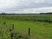 233-568, O, 2012-06-13, NL-G.de Heij, 53.097834 NB-6.559532 OL, Tynaarlo