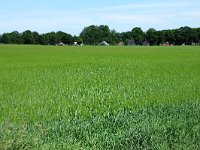 254-545, O, 2011-06-06, NL-Koos Roggeveld, 254.464-545.500, Borger-Odoorn