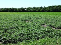 254-545, W, 2011-06-06, NL-Koos Roggeveld, 254.464-545.500, Borger-Odoorn