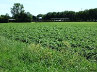 254-545, Z, 2011-06-06, NL-Koos Roggeveld, 254.464-545.500, Borger-Odoorn