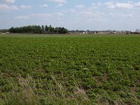 256-519, O, 2011-05-23, NL-Henk Zwols, 52.653611 NB-6.884955 OL, Emmen