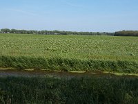 256-523, O, 2011-05-23, NL-Henk Zwols, 52.689666 NB-6.888016 OL, Emmen