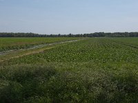 256-523, Z, 2011-05-23, NL-Henk Zwols, 52.689680 NB-6.888026 OL, Emmen