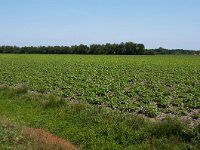 260-521, O, 2011-05-21, NL-Henk Zwols, 52.670676 NB-6.944505 OL, Emmen