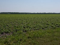 260-521, Z, 2011-05-21, NL-Henk Zwols, 52.670685 NB-6.944546 OL, Emmen