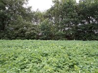 268-525,O,2011-07-29,NL-Tinus Knegt,268158-524972,Emmen