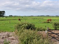 192-595, 1-N, 2011-08-04, NL-Hans Knijff, 53.345244 NB-5.948103 OL, Dongeradeel