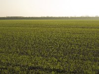 151-428, Z, 2011-11-16, NL-Marijke Verhagen, 151161-428027, Neerijnen