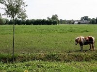 171-446, O, 10-8-2011, NL-Noor Dessing, 52.006653 NB-5.627189 OL, Ede