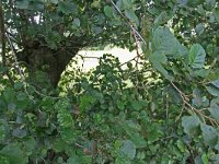 171-446, W, 10-8-2011, NL-Noor Dessing, 52.006653 NB-5.627189 OL, Ede