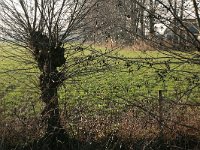 171-446, W, 29-1-2011, NL-Noor Dessing, 52.006653 NB-5.627189 OL, Ede