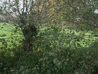 171-446, W, 5-11-2011, NL-Noor Dessing, 52.006653 NB-5.627189 OL, Ede