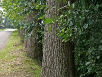 171-446, Z, 10-8-2011, NL-Noor Dessing, 52.006653 NB-5.627189 OL, Ede