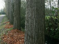 171-446, Z, 5-11-2011, NL-Noor Dessing, 52.006653 NB-5.627189 OL, Ede