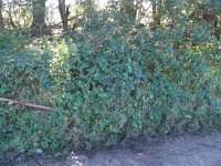 171-456, Z, 2011-10-22, NL-Theo Boessenkool, 52.09609 NB- 05.62830 OL, Ede