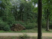 190-425, O, 2018-9-8, NL-Peter Vlamings, 190530-425506, Berg en Dal