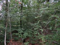 190-425, W,  2018-9-8, NL-Peter Vlamings, 190530-425506, Berg en Dal