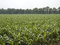 190-481, Z, 5-7-2011, NL-Gijs Dijkgraaf, 52.320853 NB-5.907325 OL, Epe