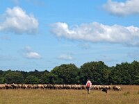 NL, Drenthe, Midden-Drenthe, Orvelte 65, Saxifraga-Hans Dekker