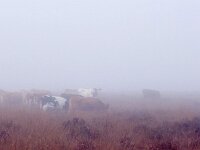 NL, Drenthe, Westerveld, Kraloer Heide 22, Saxifraga-Hans Dekker