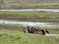 NL, Noord-Brabant, Altena, Polder Lange Plaat 42, Saxifraga-Willem van Kruijsbergen