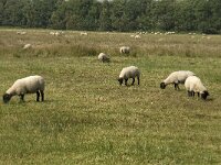 NL, Noord-Brabant, Boxtel, Banisveld 1, Saxifraga-Jan van der Straaten